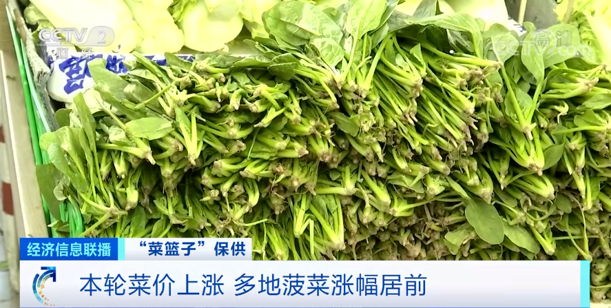 菠菜市场深度解析，价格走势与未来趋势预测