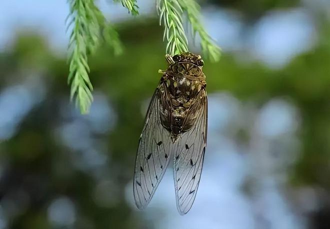 蝉鸣新声，揭秘蝉的生物学奥秘与生态价值